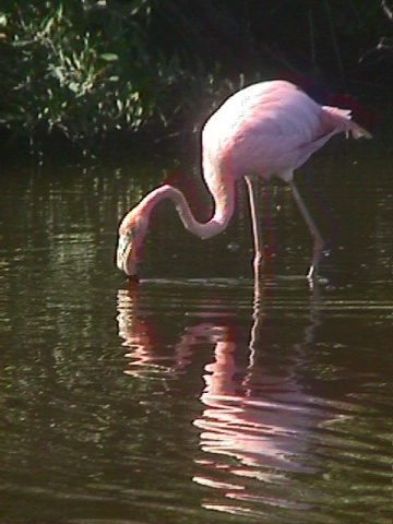 Flamingo Feeding 2
